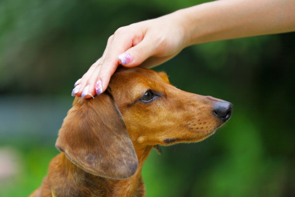 races canines reconnues pour leur obéissance