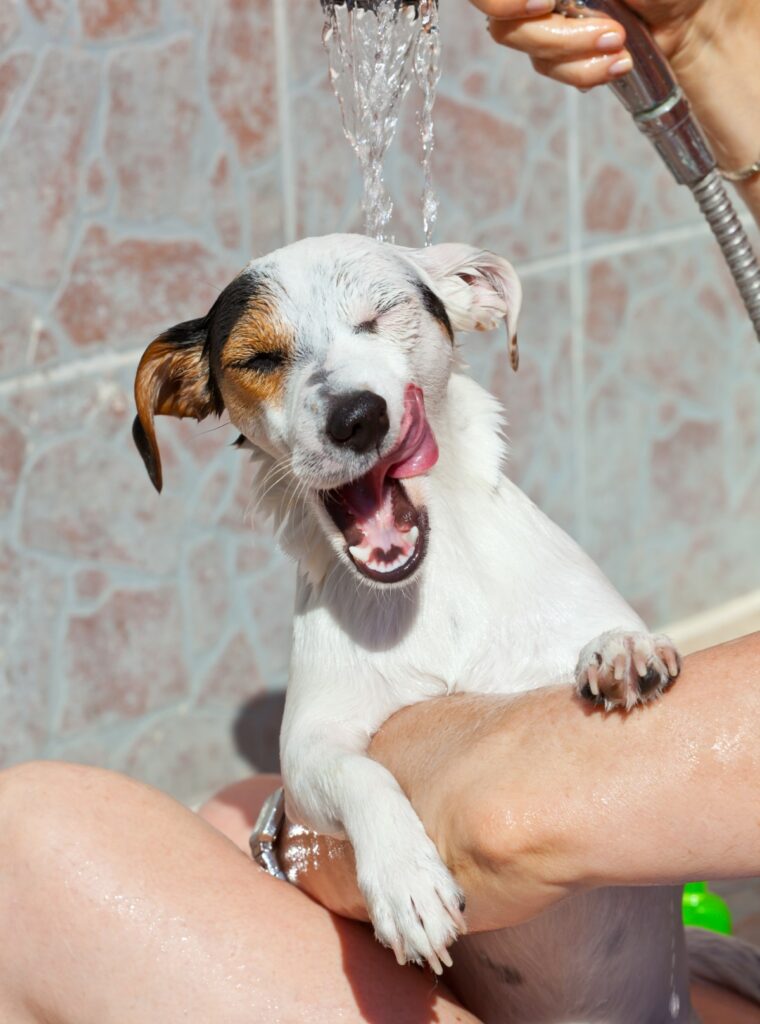 santé des animaux domestiques