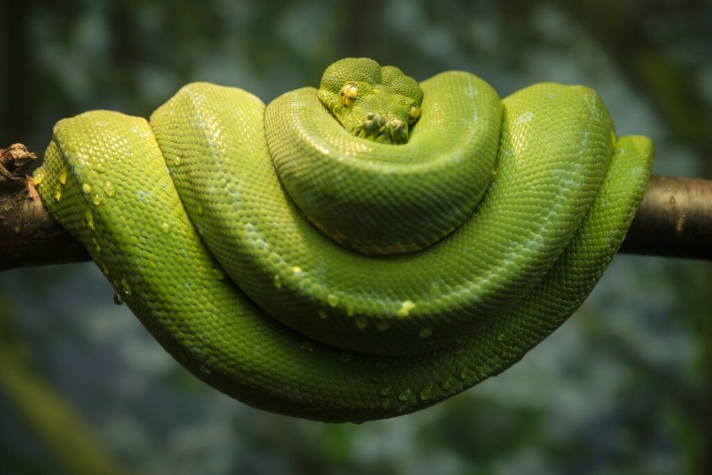 serpent baptisée en hommage à salazar