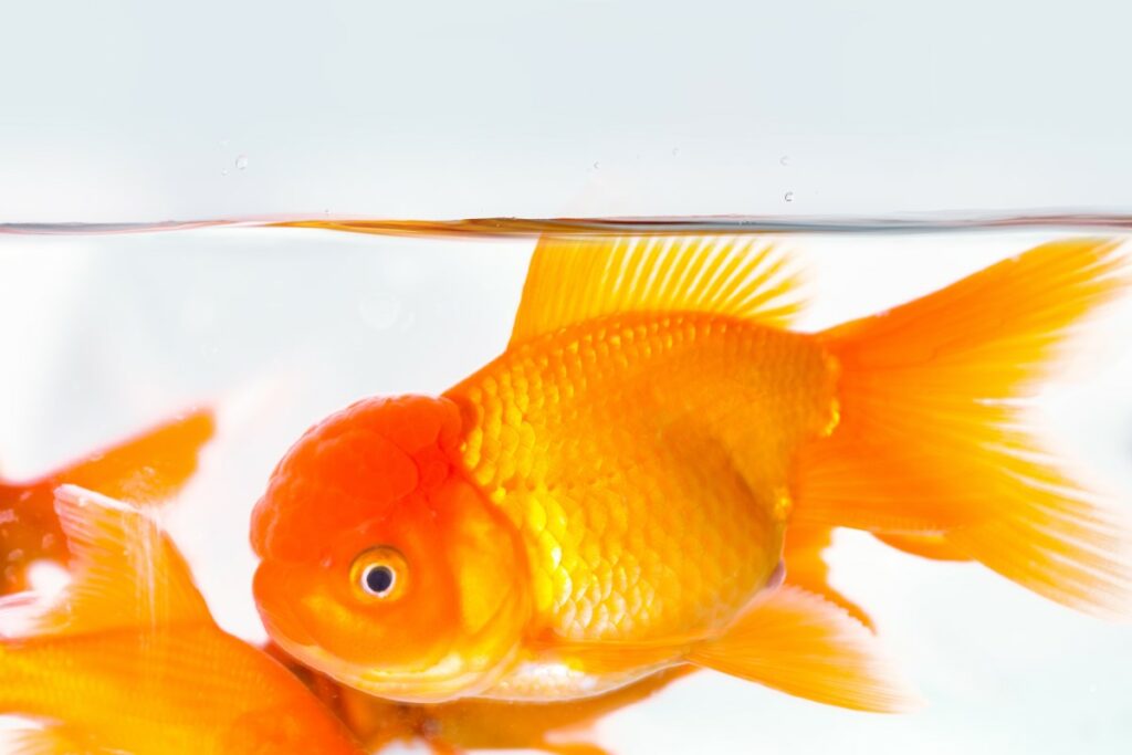 signes de maladie chez le poisson rouge