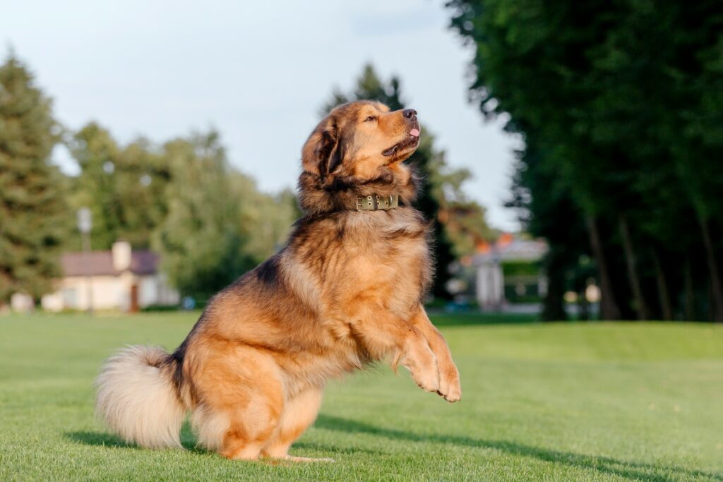 soin du Dogue du Tibet