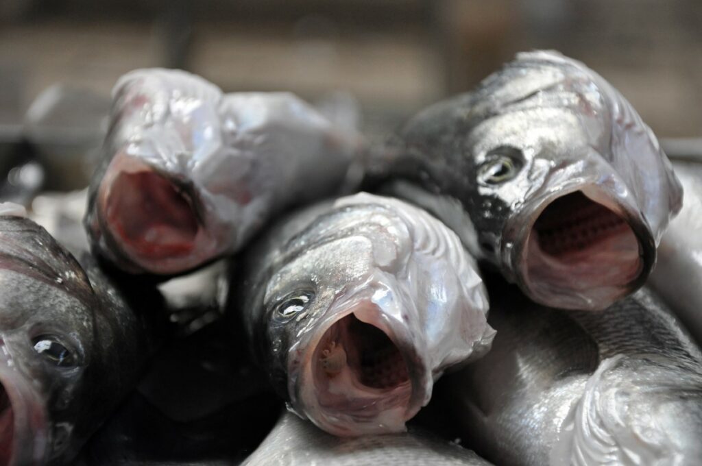 totoaba un poisson en péril
