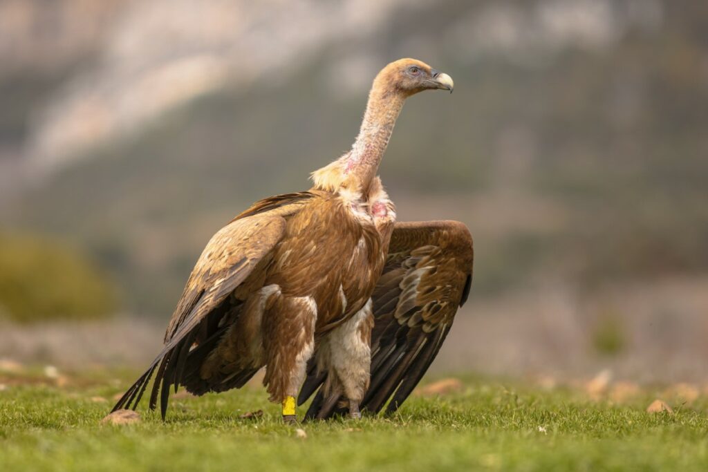 vautour africain Gyps africanus