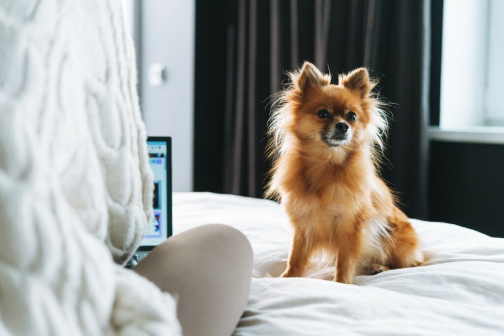 vermifuge bio spécifique pour les chiens