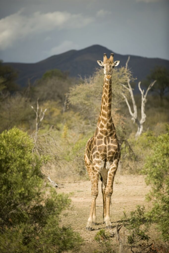 vertèbres cervicales chez la girafe