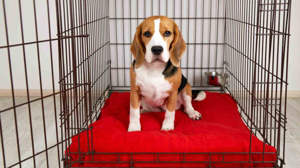 caisse pour chien