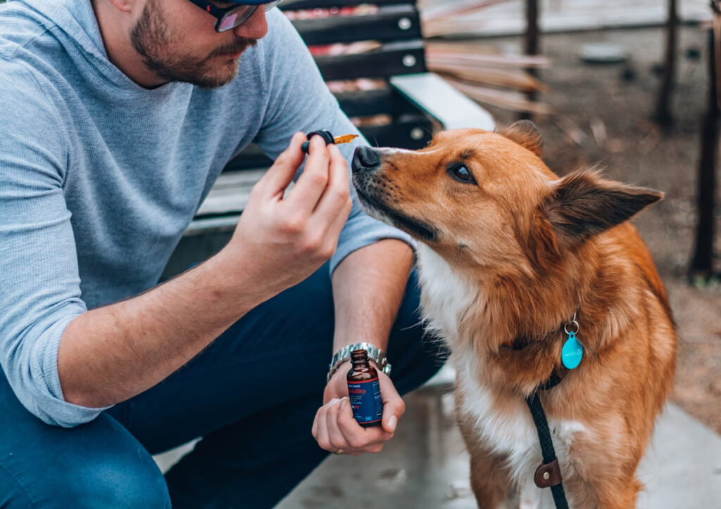 cbd pour chien
