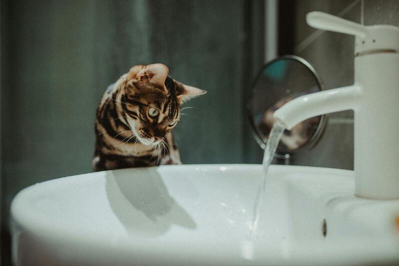 chat regardant de l'eau