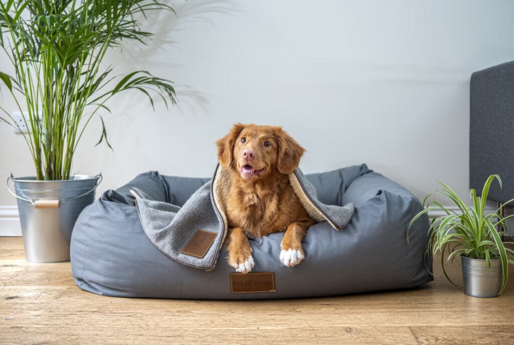 douleur chien