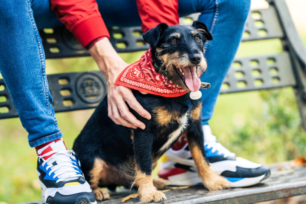 bandana pour chien