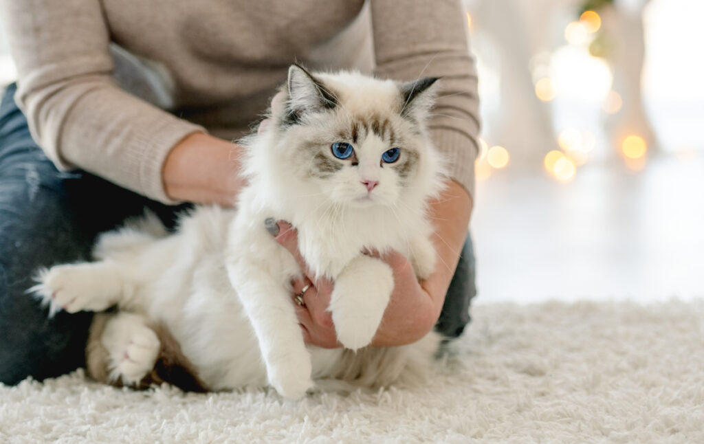 éleveurs de ragdolls