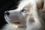 Comment négocier le prix d'un Samoyede avec l'éleveur ?