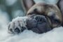 La maladie du bouledogue français : ce que chaque amateur de la race devrait savoir