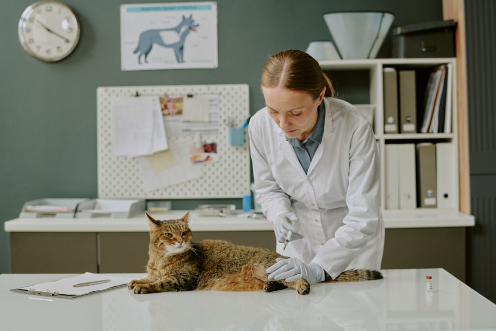 assurer son animal