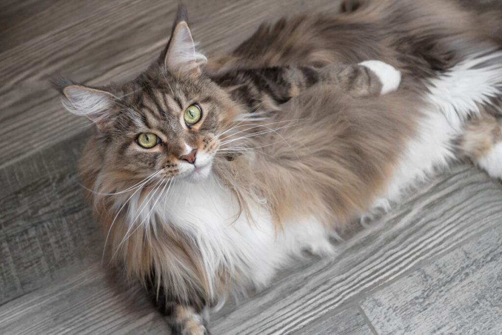 maine coons black smoke