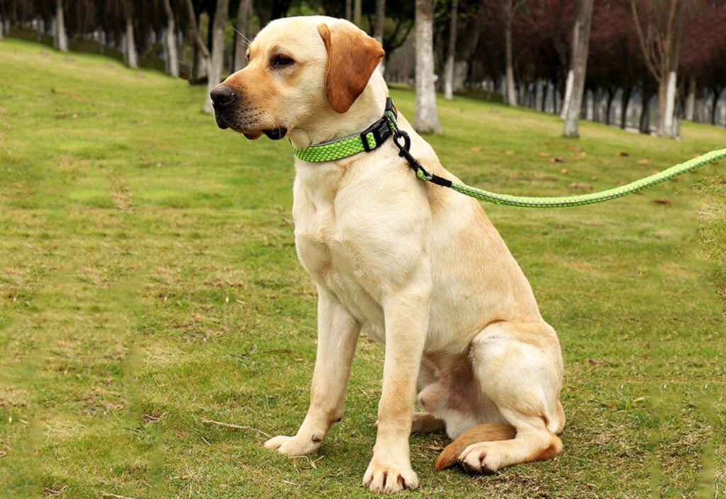 Labrador