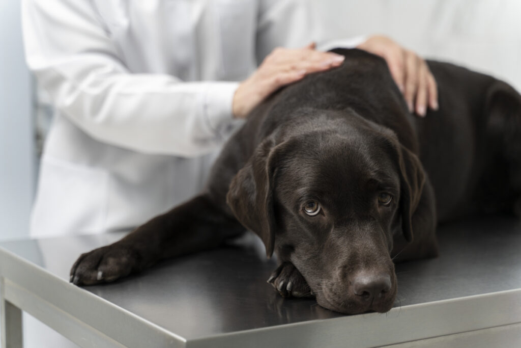 paralysie chien
