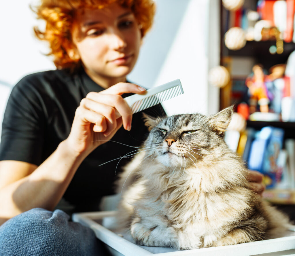 toilettage chats