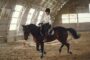 équitation moderne