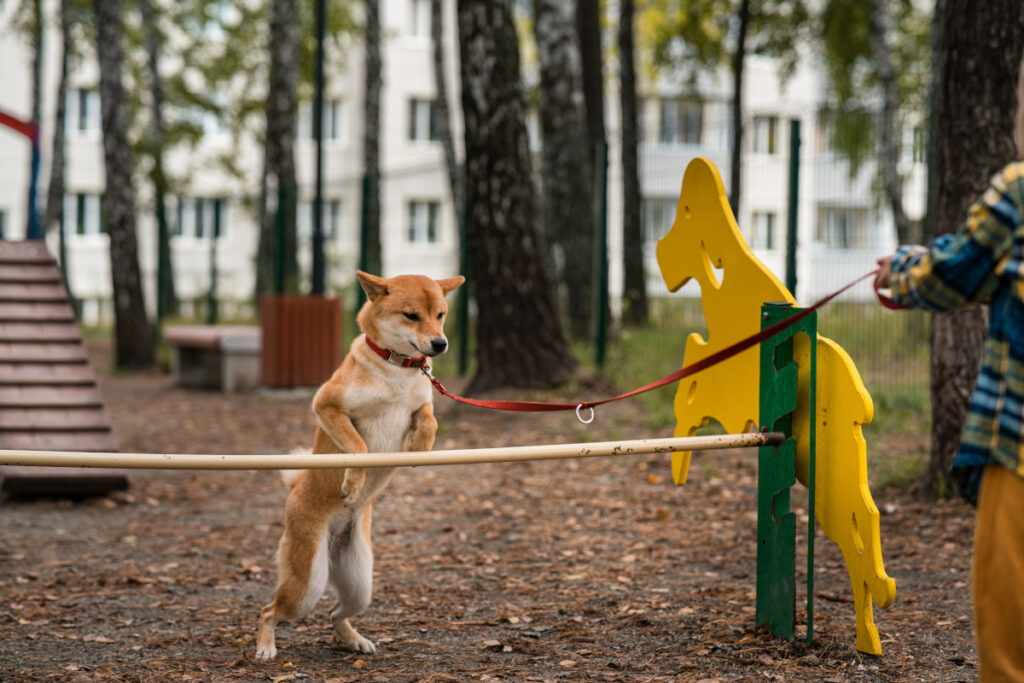 parcs d’entraînement pour chiens