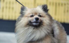 Un Spitz nain