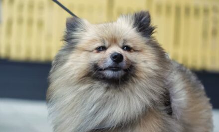 Un Spitz nain