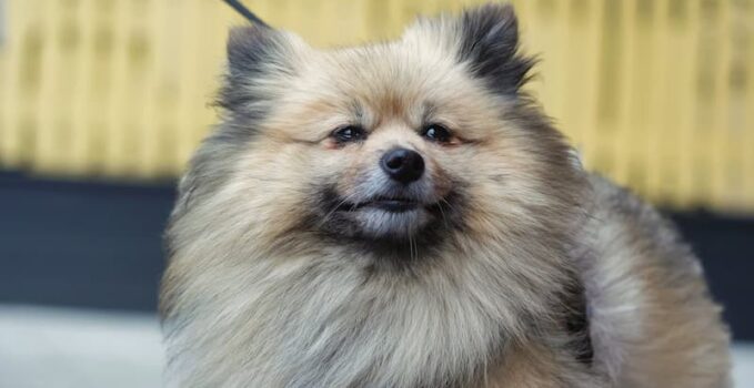 Un Spitz nain