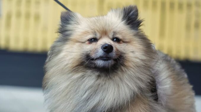 Un Spitz nain