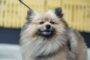 Un Spitz nain