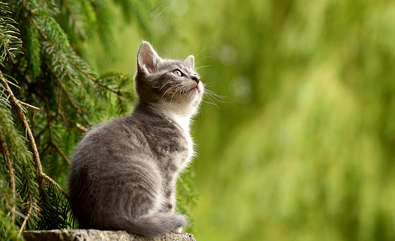arbre à chat
