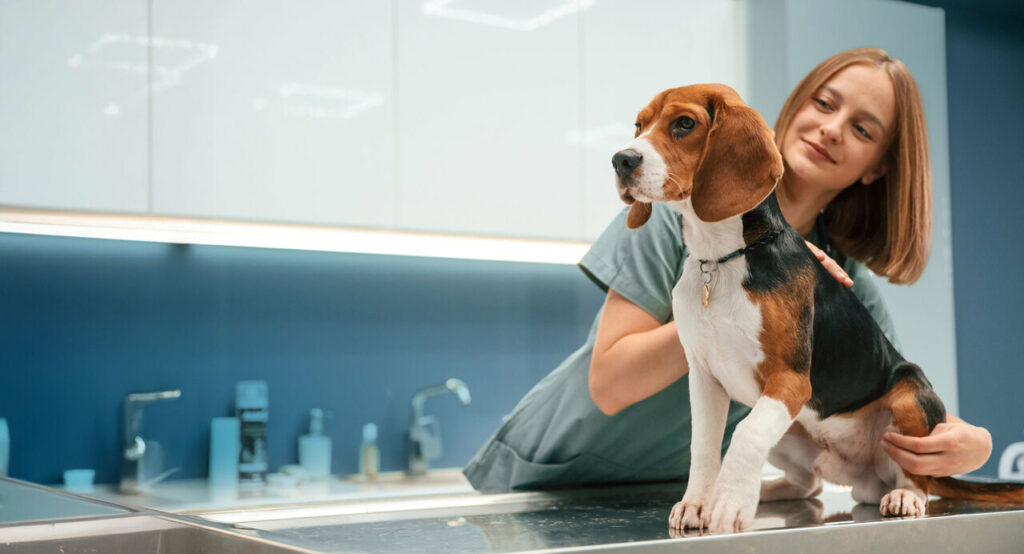 carnet de santé animal