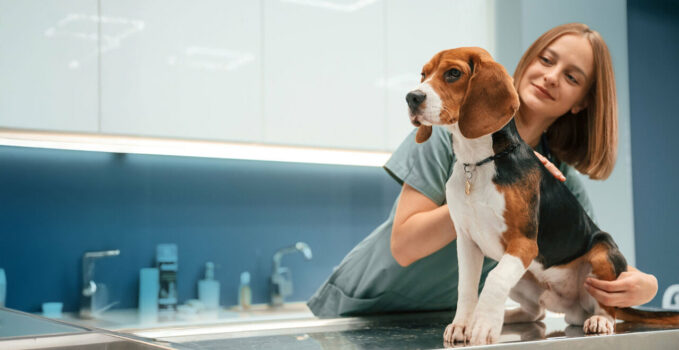 carnet de santé animal