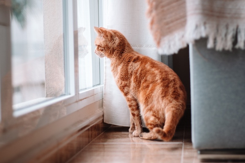 chat roux devant la fenêtre