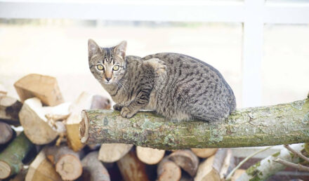 choisir arbre à chat