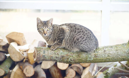 choisir arbre à chat