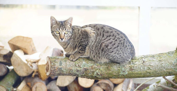 choisir arbre à chat