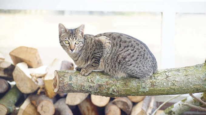 choisir arbre à chat