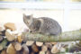 choisir arbre à chat