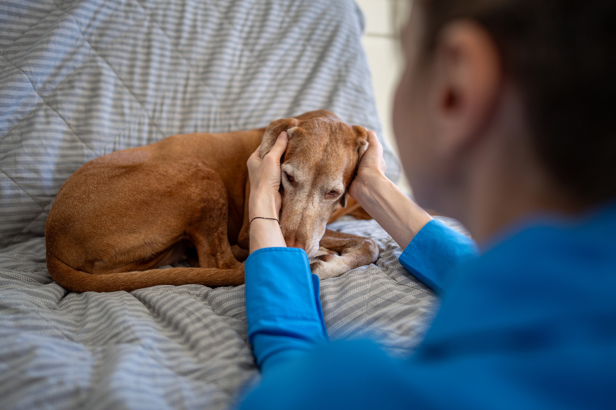 chiens allergiques