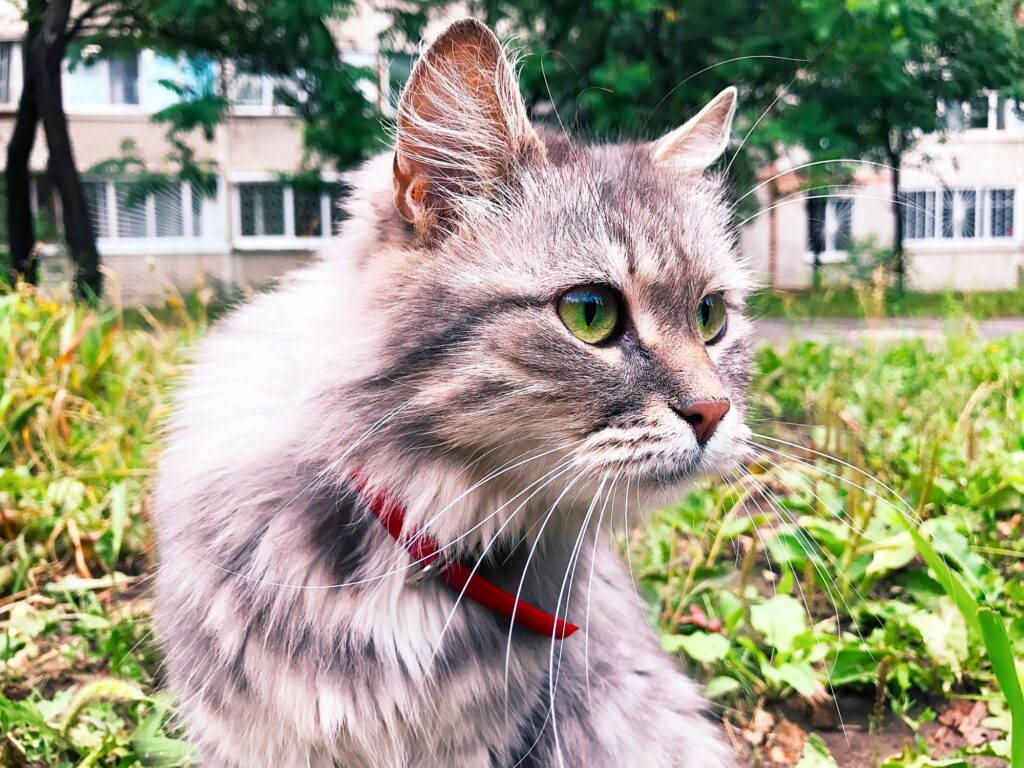 collier chat