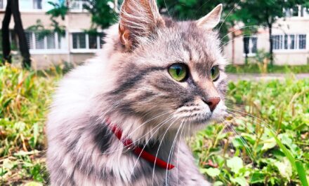collier chat
