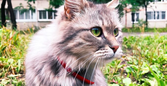 collier chat