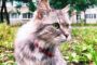 collier chat