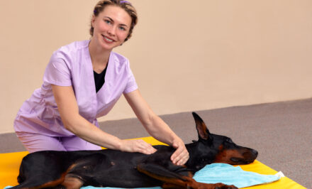 formation de masseur animalier