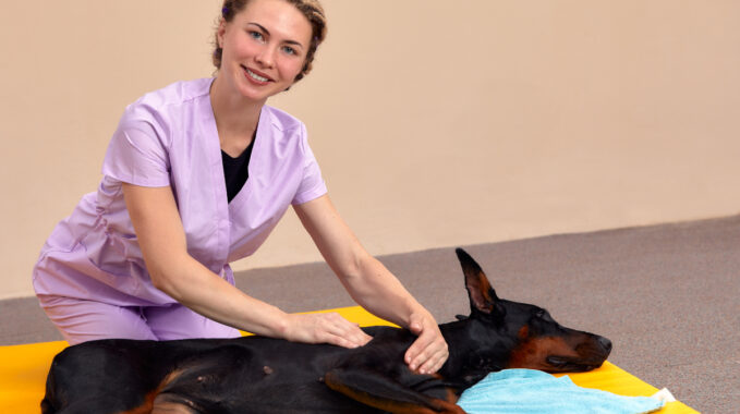 formation de masseur animalier