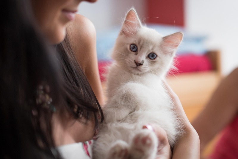 nouveau chaton