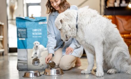 Woman feeds a dog with dry food at home