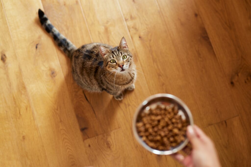 chaton stérilisé