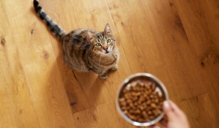 chaton stérilisé