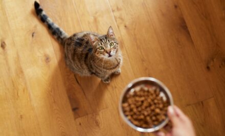 chaton stérilisé